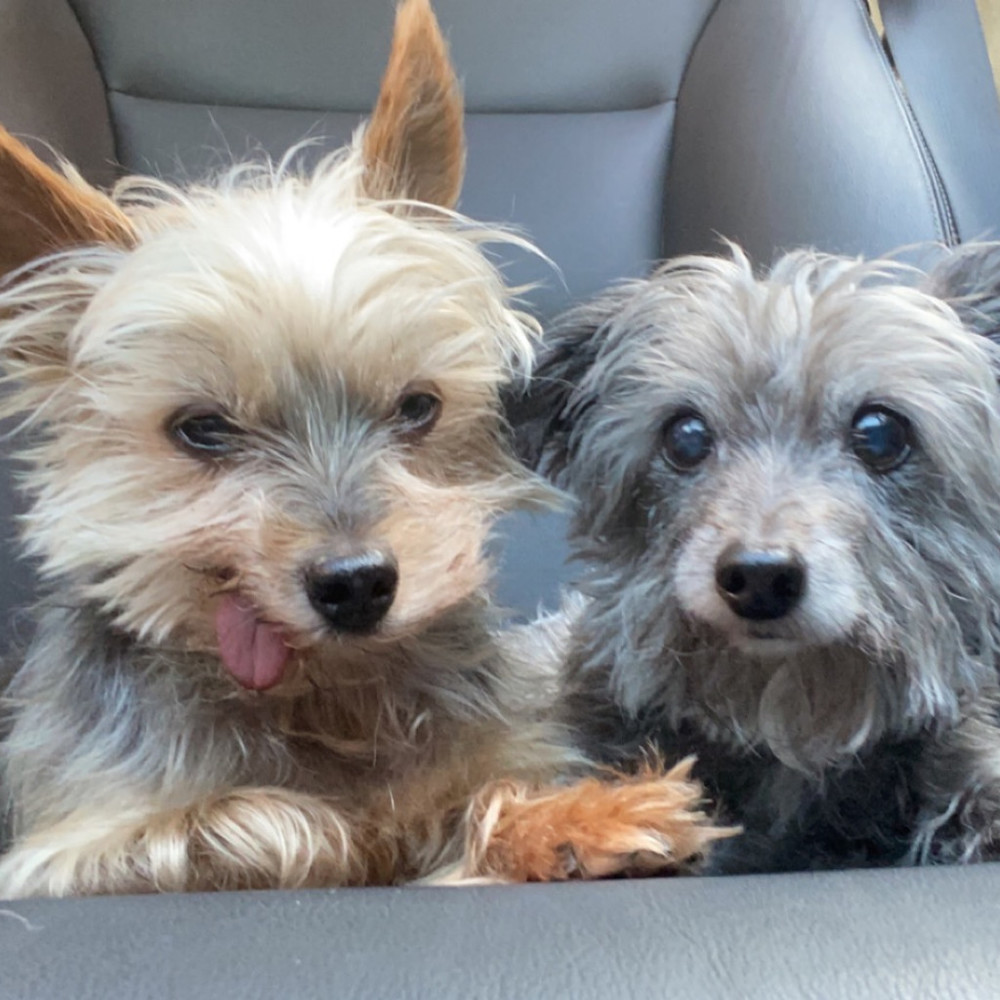 Meet your Posher, Suzanne